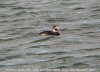 Long-tailed Duck at River Roach (Steve Arlow) (78304 bytes)